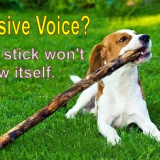 Употребление пассивного залога (Passive Voice) в английском языке